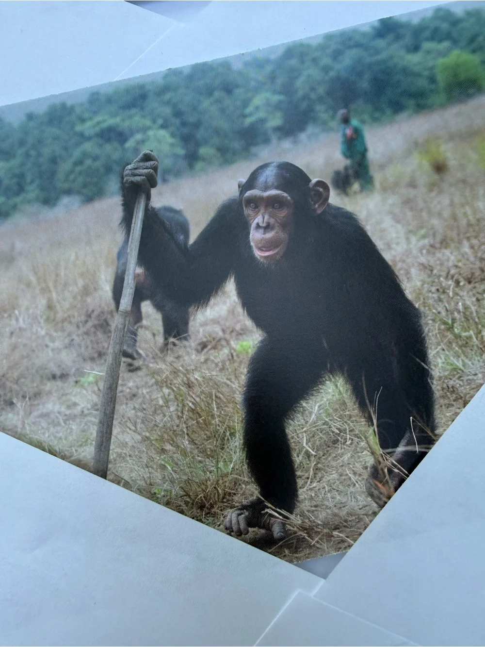 Jane Goodall Institute Greeting Cards Photo Print, Blank, Set 4
